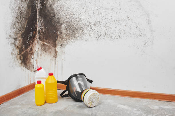 Best Mold Remediation for Specific Building Types in Colesville, MD