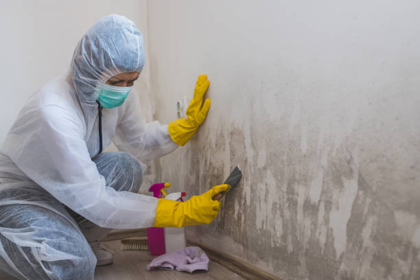 Best Industrial Mold Remediation in Colesville, MD