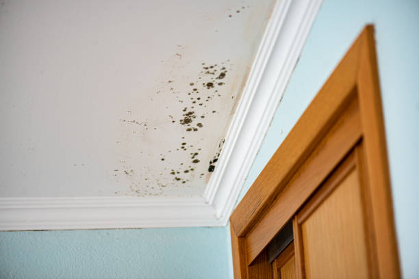 Best Residential Mold Remediation in Colesville, MD