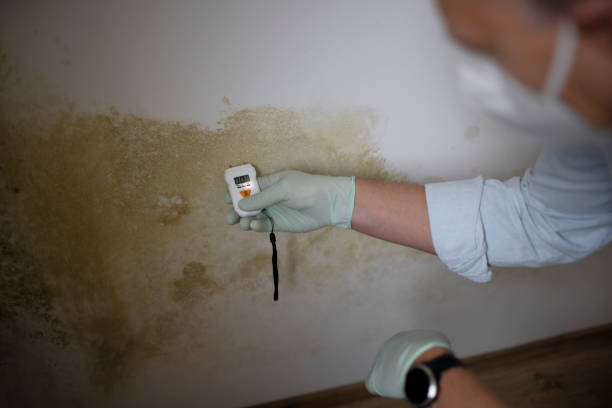 Best White Mold Remediation in Colesville, MD