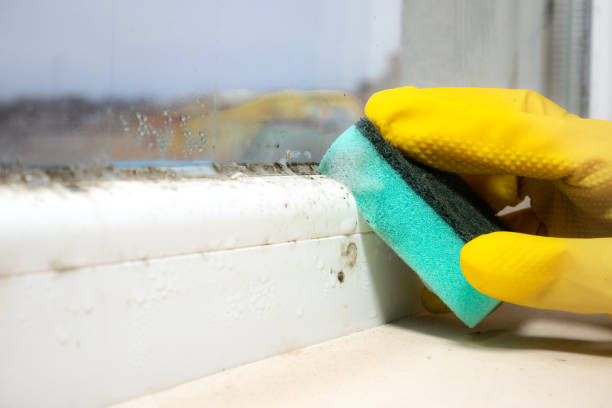Best DIY Mold Remediation Support Services in Colesville, MD