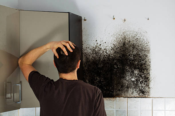 Trusted Colesville, MD Mold Remediation Experts