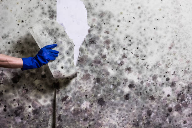 Best Black Mold Remediation in Colesville, MD