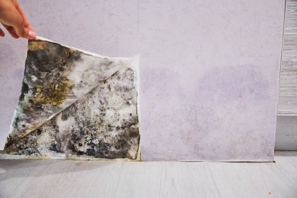 Best Attic Mold Remediation in Colesville, MD